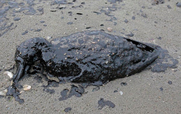 texas-oil-spill-ap81935660532.jpg