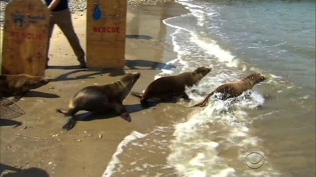 sea-lions-beach.jpg