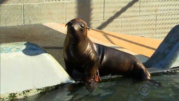 sea-lions-hoppie.jpg