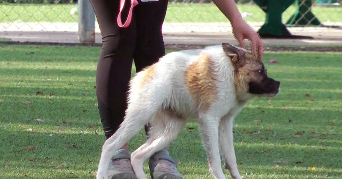 Dog named Pig hops like a frog, walks like gorilla CBS News