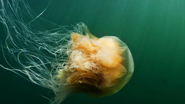 sunmo0713jellyfish252389640x360.jpg