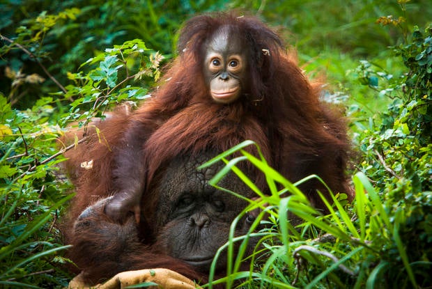 orangutananddaughter.jpg