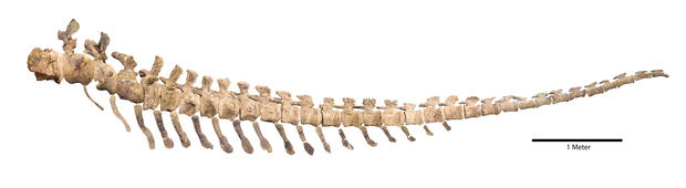 Resultado de imagem para tail velociraptor fossil