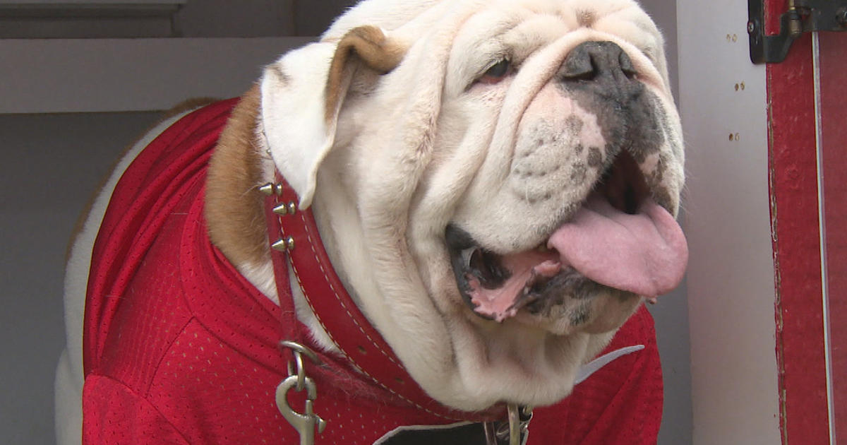 A dog's life: Meet University of Georgia mascot Uga - CBS News