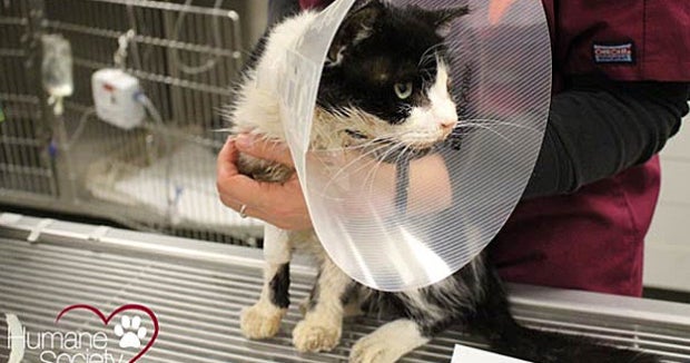 Buried cat, presumed dead, rises from the grave in Florida ...