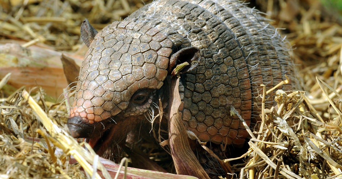man kills armadillo, but ricochet gunshot hits motherinlaw