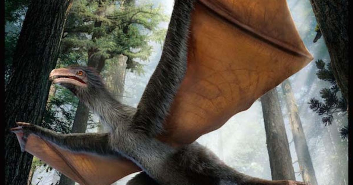 dinosaur bat wings discovered china kind