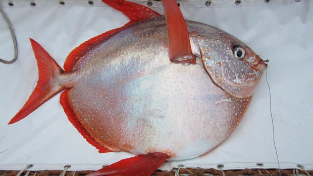 opah-promo.jpg