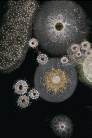 seamonkey under microscope