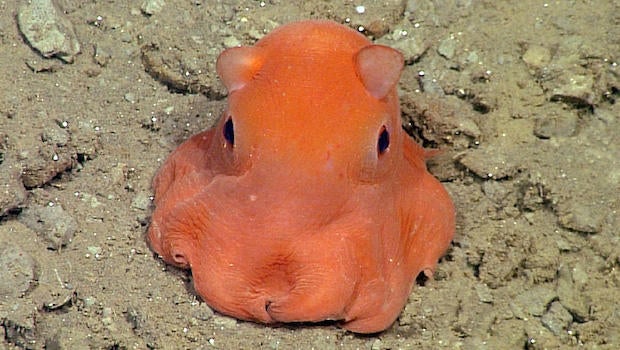 cute-octopus-620.jpg