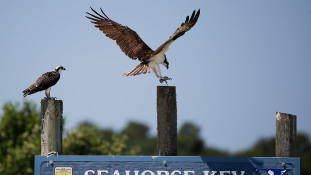 large florida bird colony suddenly a quot dead zone quot cbs news large florida bird colony suddenly a quot dead zone quot cbs news