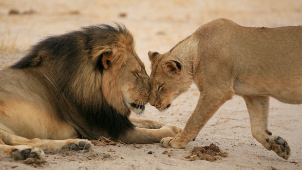 [Image: cecil-and-lioness-brent-stapelkamp.jpg]