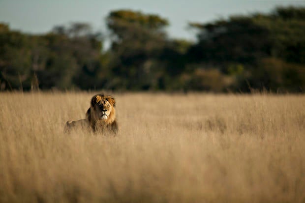 Cecil the lion killed in Africa