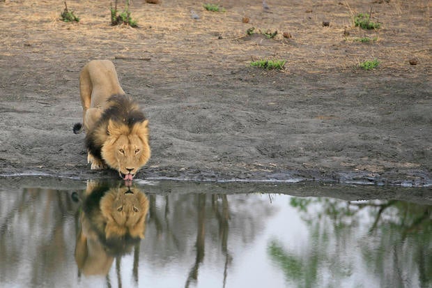 Cecil the lion killed in Africa