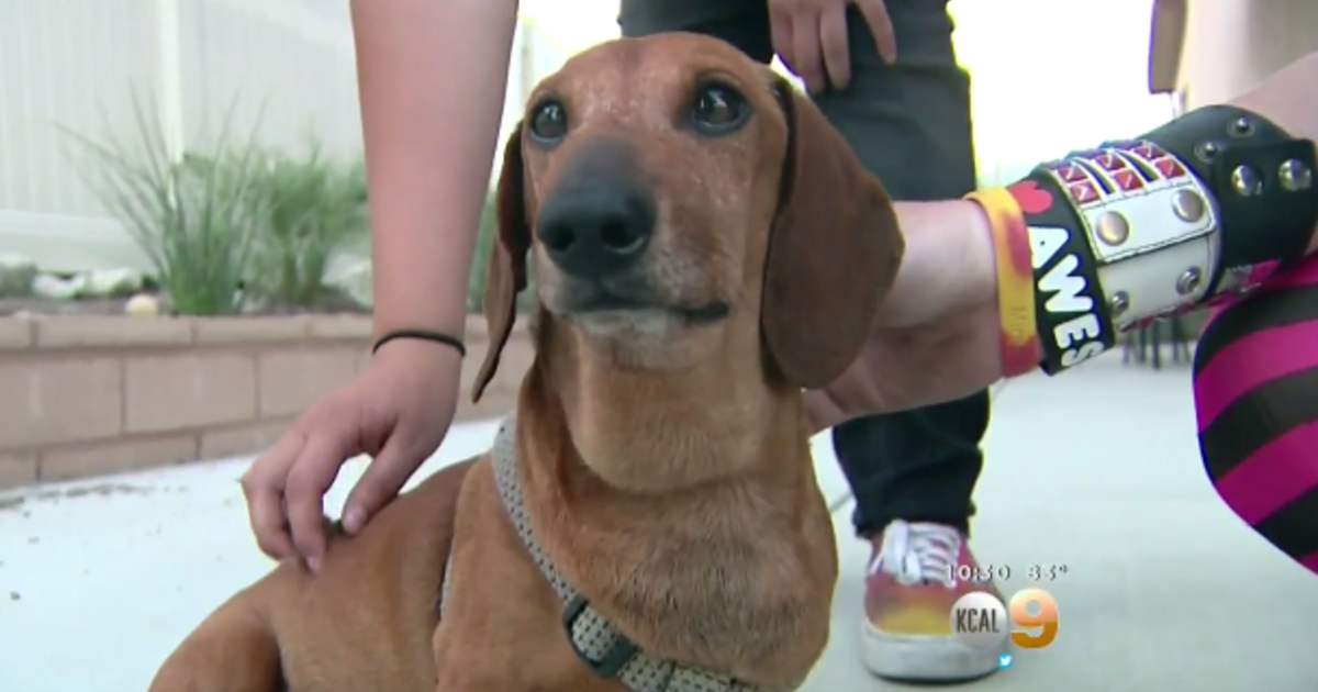 Dogs bitten by rattlesnake in California CBS News