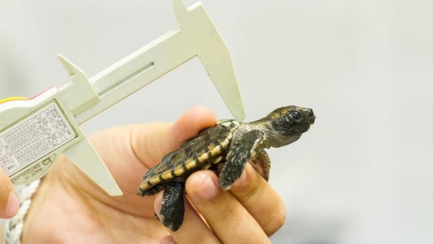 turtle2.jpg