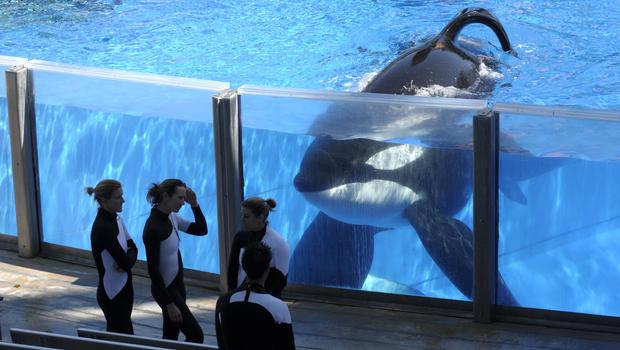 SeaWorld: Tilikum, Orca That Killed Trainer, Is Ill