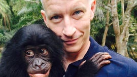 bonobo.jpg
