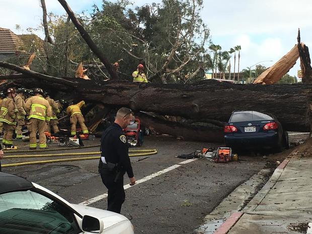 tree car dead