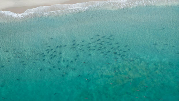 10k-sharks-off-florida-coast-03.jpg