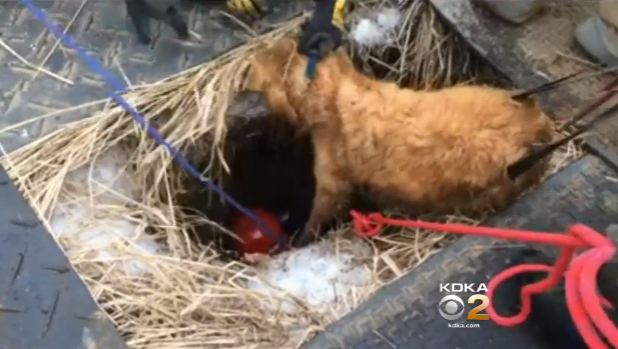 golden retriever puppy rescue pa firefighters rescue golden retriever from sinkhole in pennsylvania cbs news golden retriever puppy rescue pa firefighters rescue golden retriever from sinkhole in pennsylvania cbs news