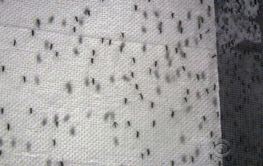 Brazilian town fighting Zika virus with more mosquitoes 