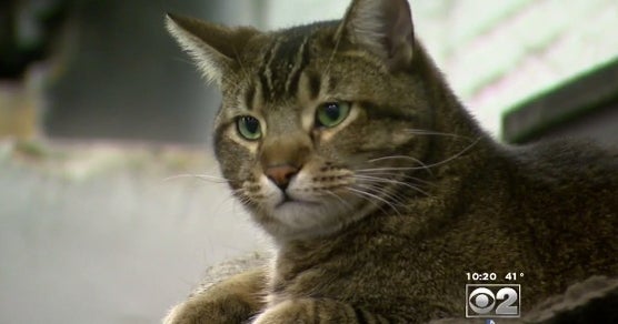 Chicago deploys feral cats to keep rats away CBS News