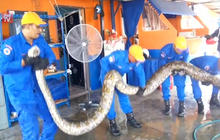 Massive python discovered in Malaysia