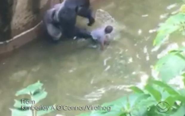 gorilla2.jpg