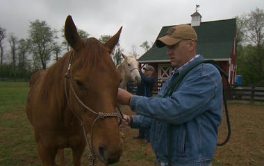 Horses help vets cope with PTSD 