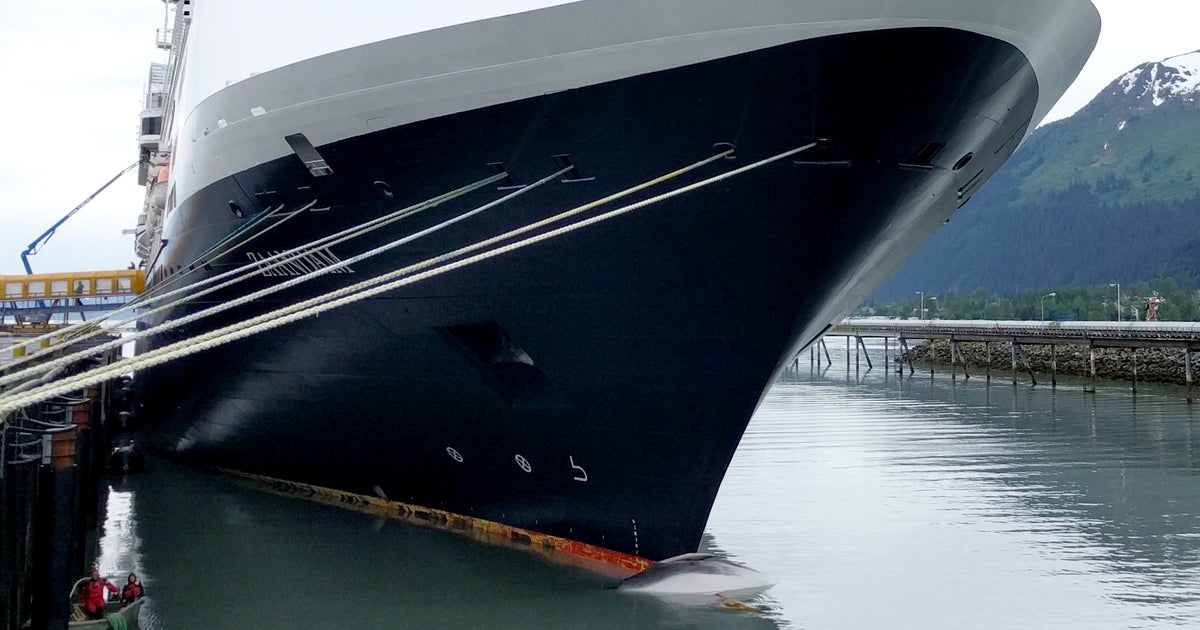 Endangered whale found dead on bow of cruise ship entering Alaska port - CBS News