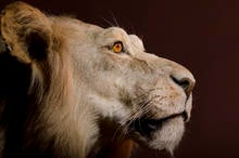 trophy-lion.jpg