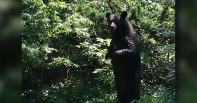 "Pedals" the walking bear returns Videos CBS News