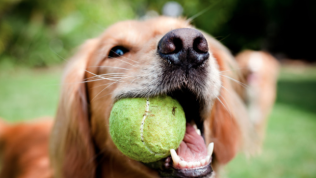 Hasil gambar untuk tennis ball dog