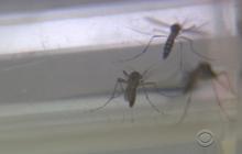 Miami blood donations paused due to Zika fears