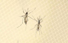 Zika virus outbreak spreads across Florida