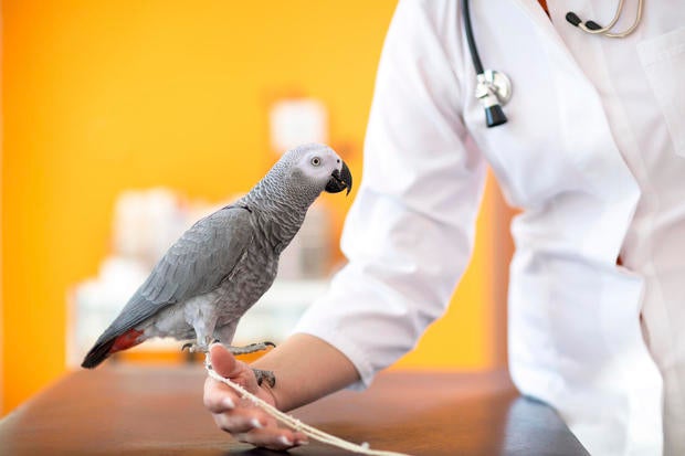 5 find a charity 9 ways to get cheap or free vet care 5 find a charity 9 ways to get cheap or free vet care