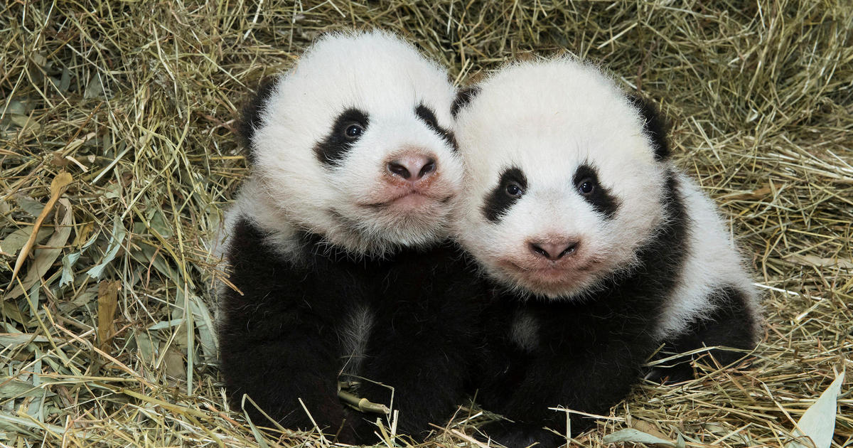 Zoo Atlanta's twin panda cubs to get named by public - CBS News