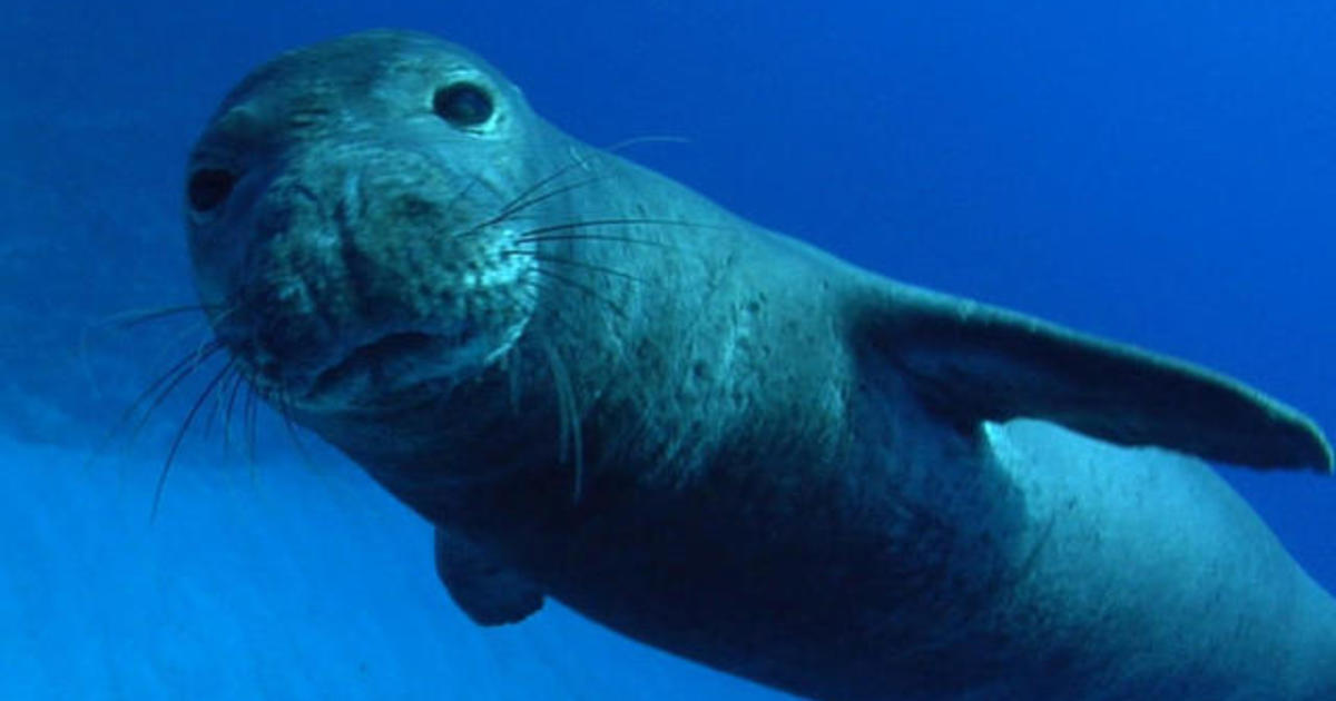 Nature: Monk seals in Hawaii