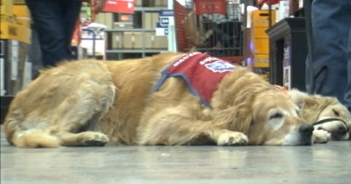 Lowe's hires a veteran and his service dog