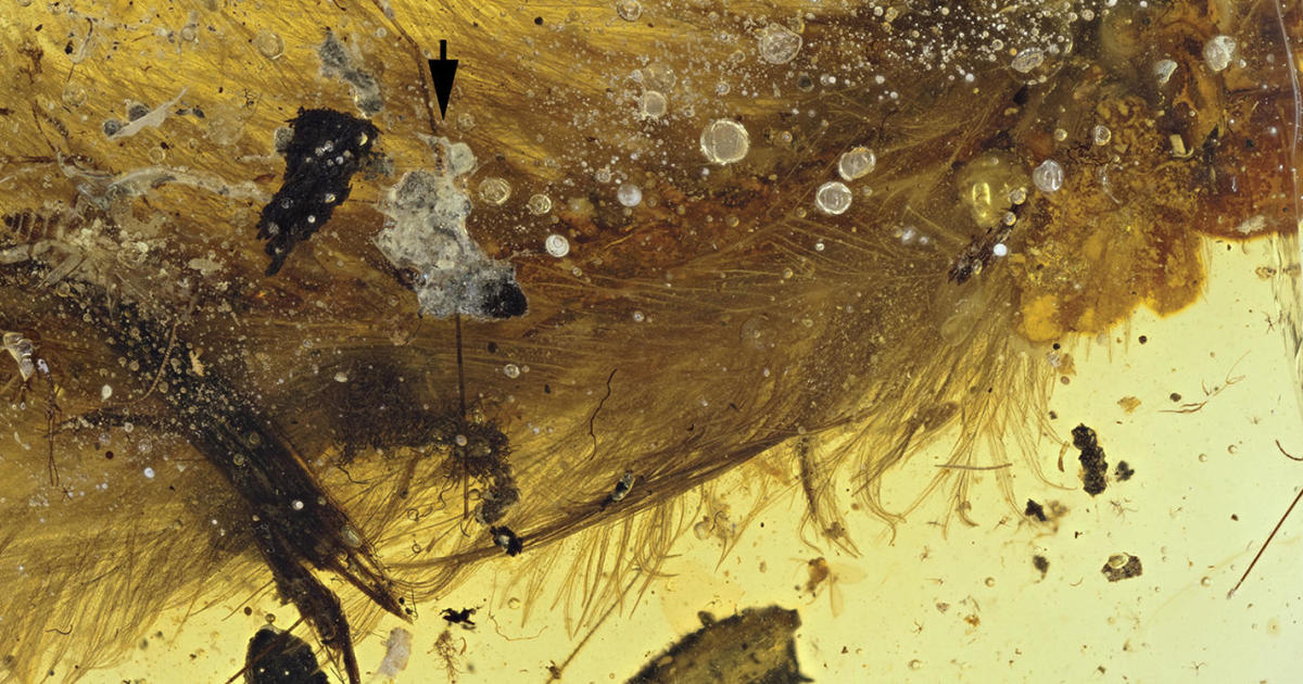 feathered dinosaur in amber