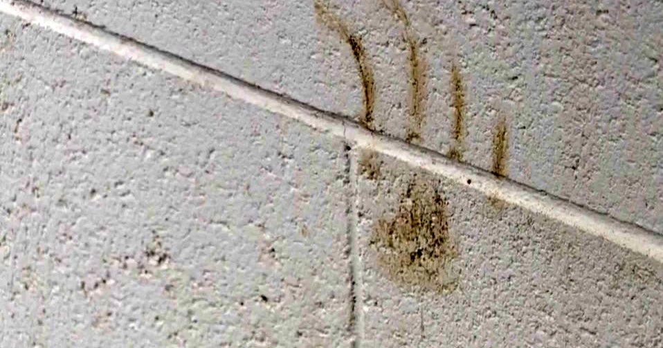 bear paw print Bear paw print