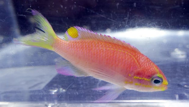 Scientists Named A Hawaiian Fish After President Obama