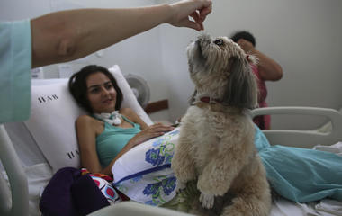 Brazilian therapy dogs