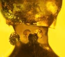 insect-neck-glands.jpg