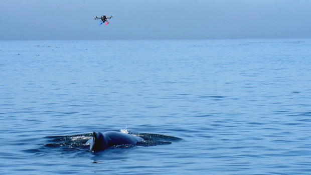 phillips-antarctica-killer-whales-frame-4164.jpg