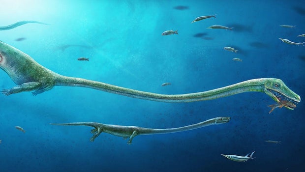 First live birth evidence in dinosaur relative First live birth evidence in dinosaur relative