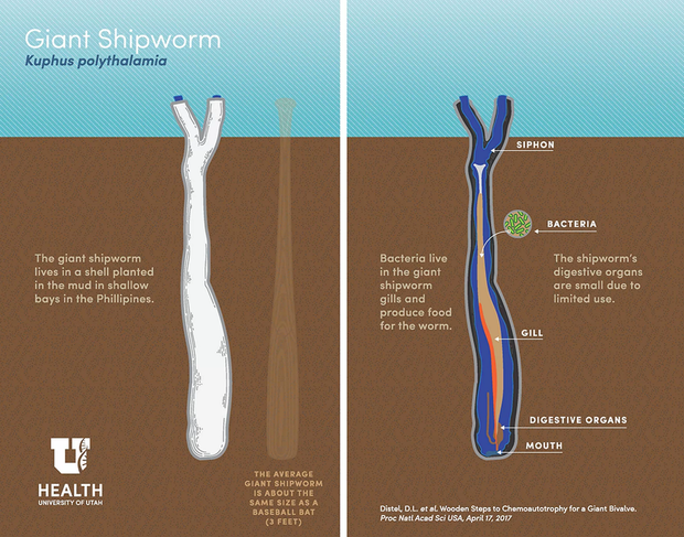 worm3.png