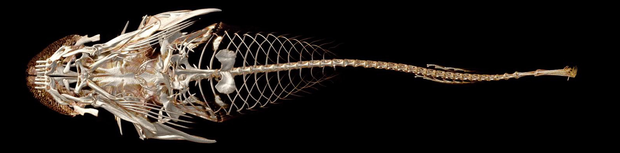 clingfish2.png
