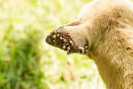 istock-522760723.jpg